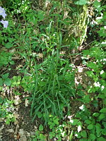 Campanule a feuilles de pecher - Campanula persicifolia (ph. Mrugala F., Chasselay, juin 2021)(5)